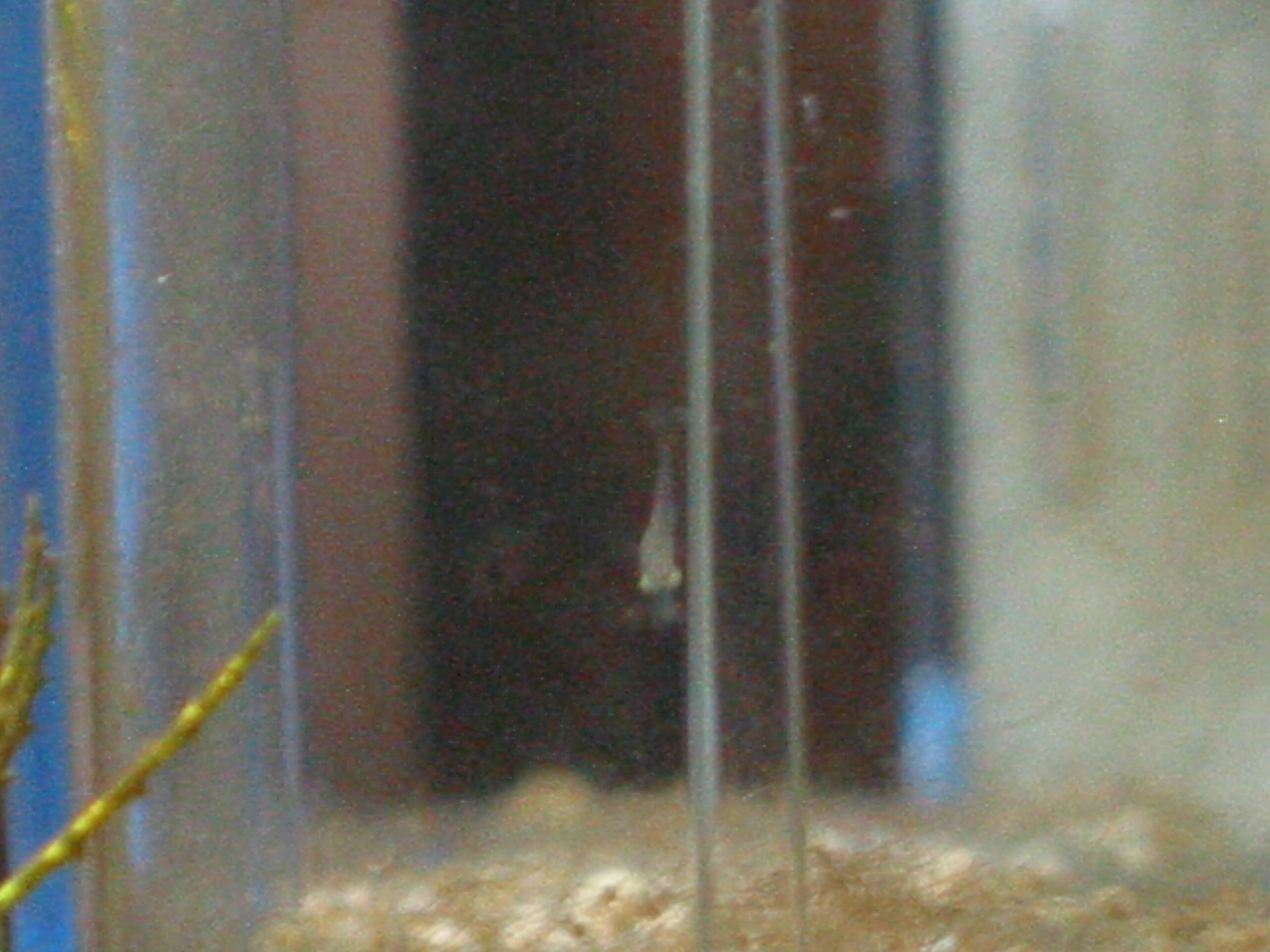 ザリガニの飼育記録 シーズン２