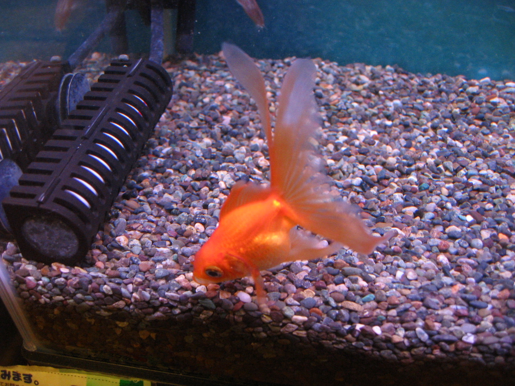 金魚水槽の初仕事 ザリガニの飼育記録 シーズン２