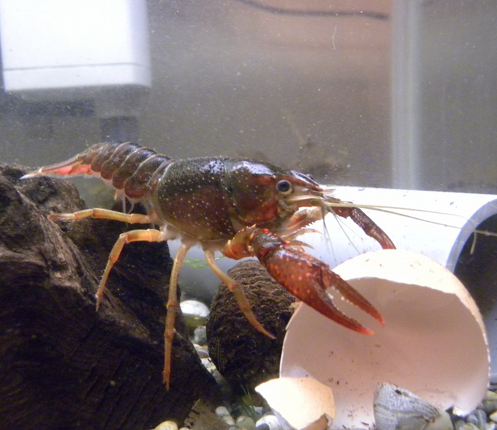 生体の立て直しと水槽の立て直し ザリガニの飼育記録 シーズン2 生体の立て直しと水槽の立て直し ザリガニの飼育記録 シーズン2