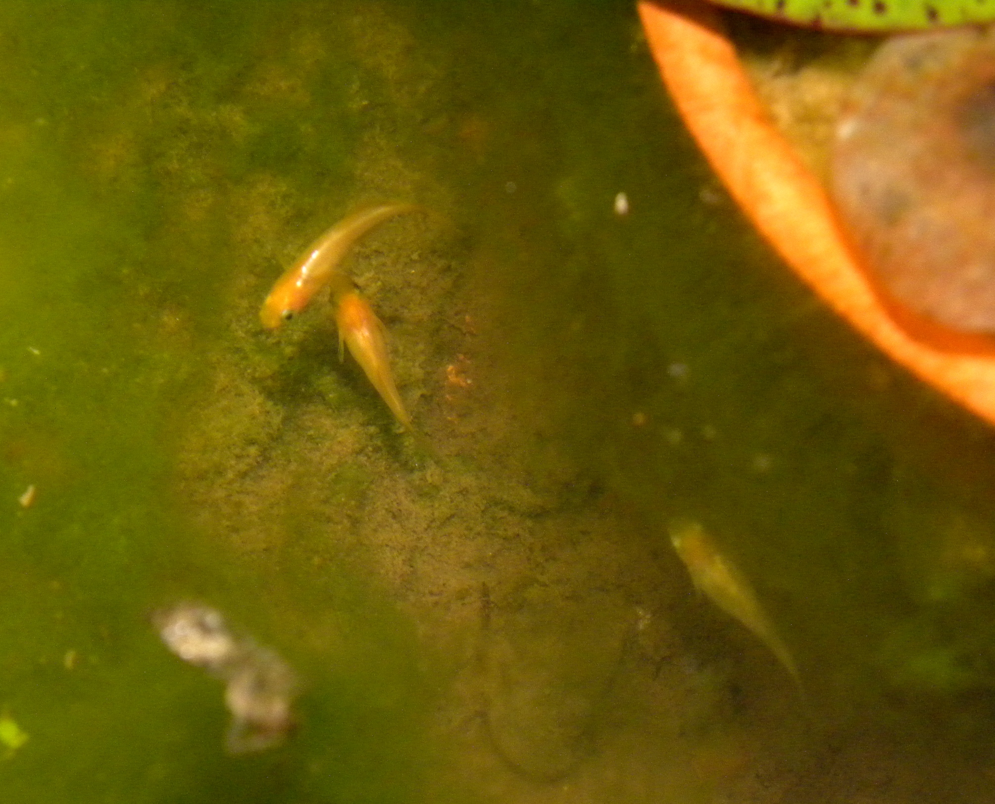 夜の睡蓮鉢の中は ザリガニの飼育記録 シーズン２