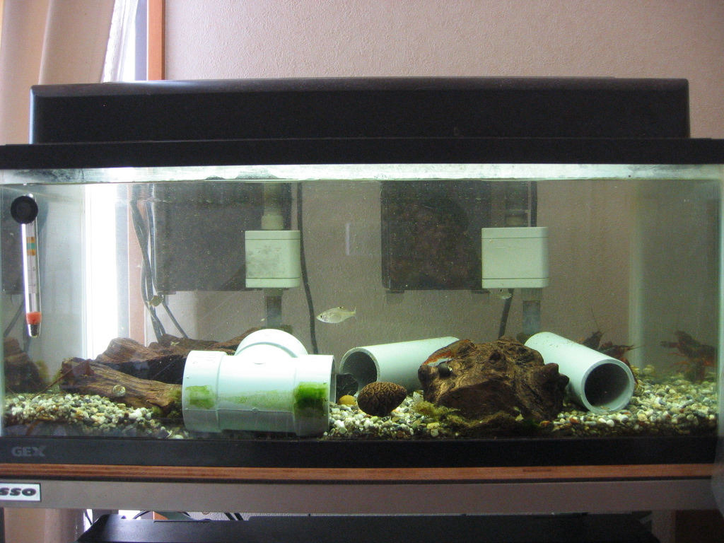 水換えday ザリガニの飼育記録 シーズン２