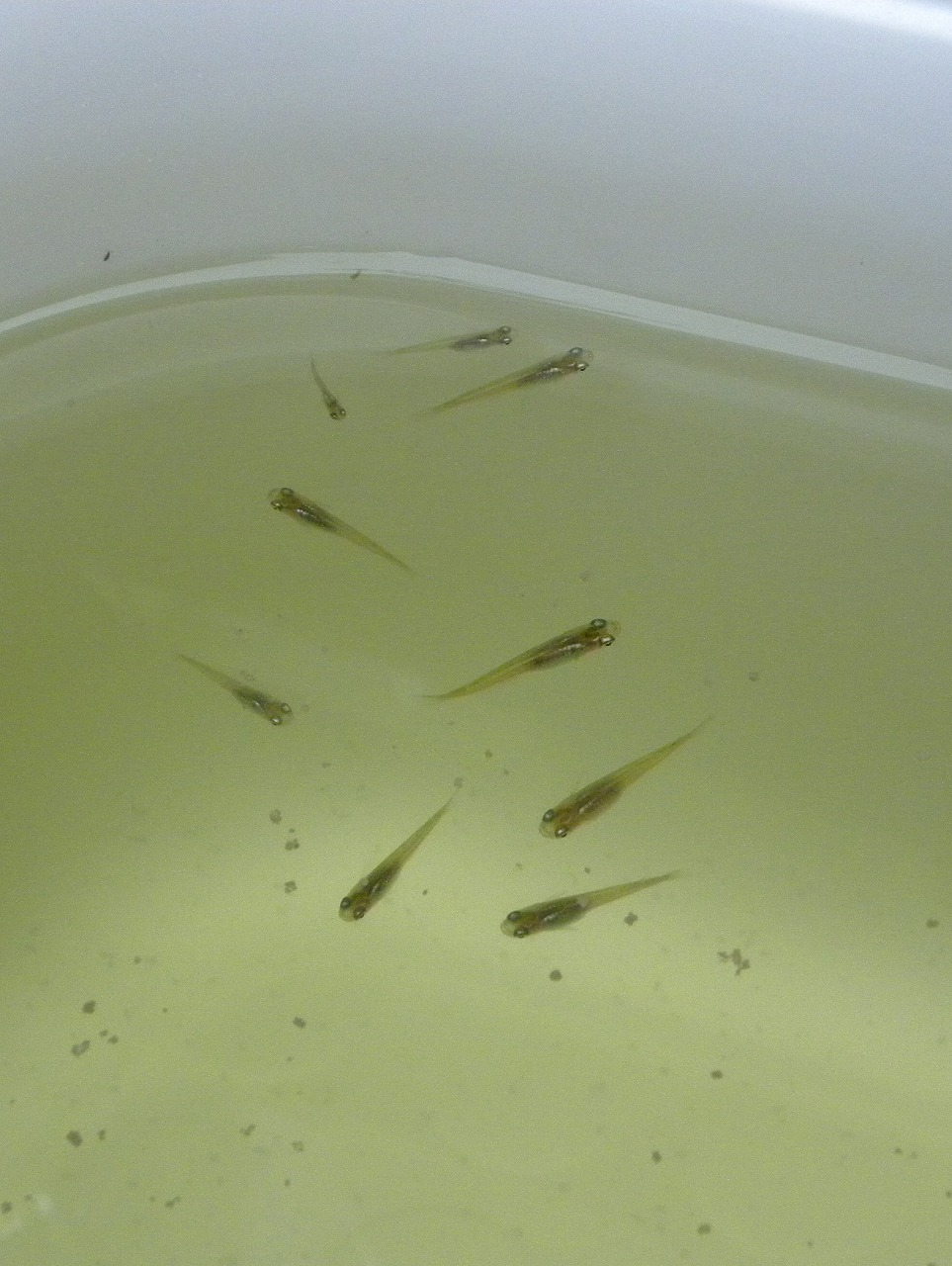 黒メダカ合流 ザリガニの飼育記録 シーズン２