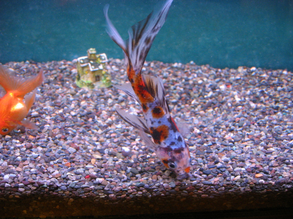 金魚水槽の初仕事 ザリガニの飼育記録 シーズン２