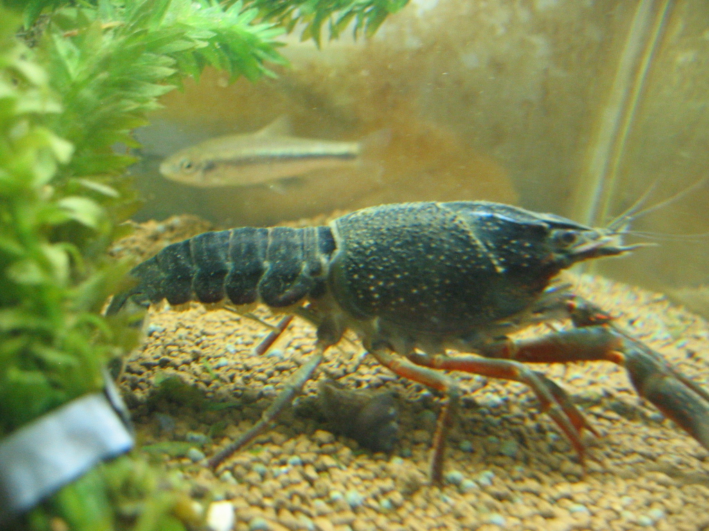 脱皮個体の色についての考察 ザリガニの飼育記録 シーズン２