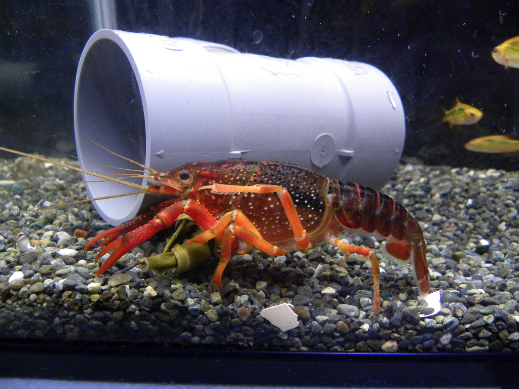 昆布 ザリガニの飼育記録 シーズン２