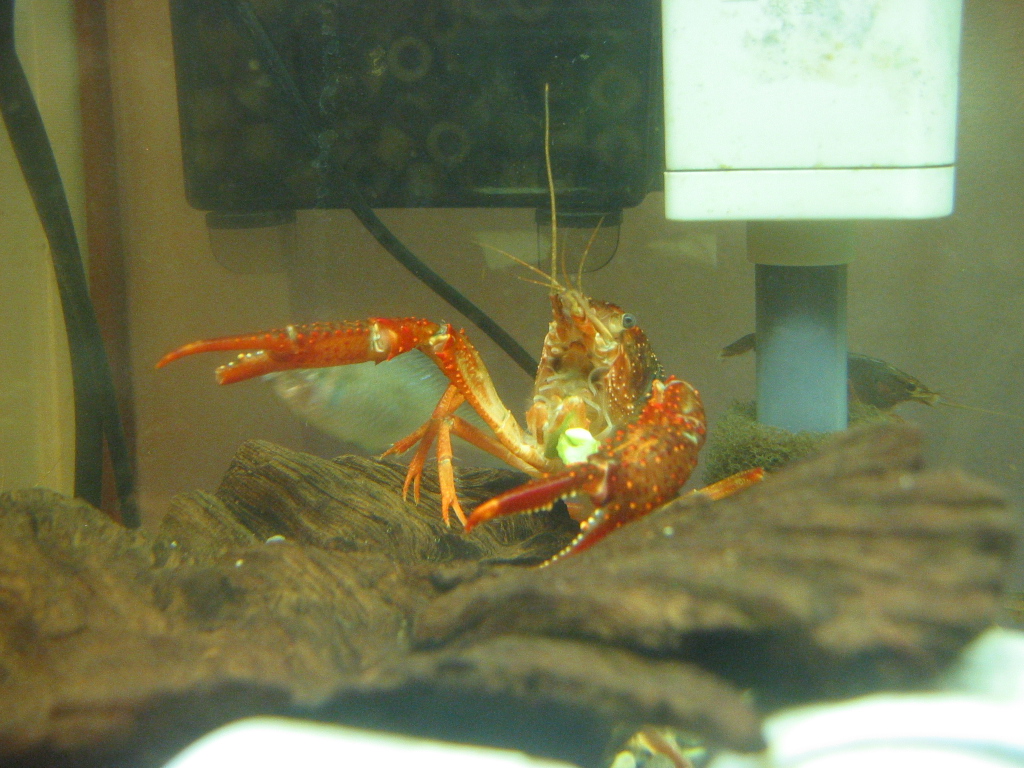 ザリ6号 脱皮後の経過 ザリガニの飼育記録 シーズン２