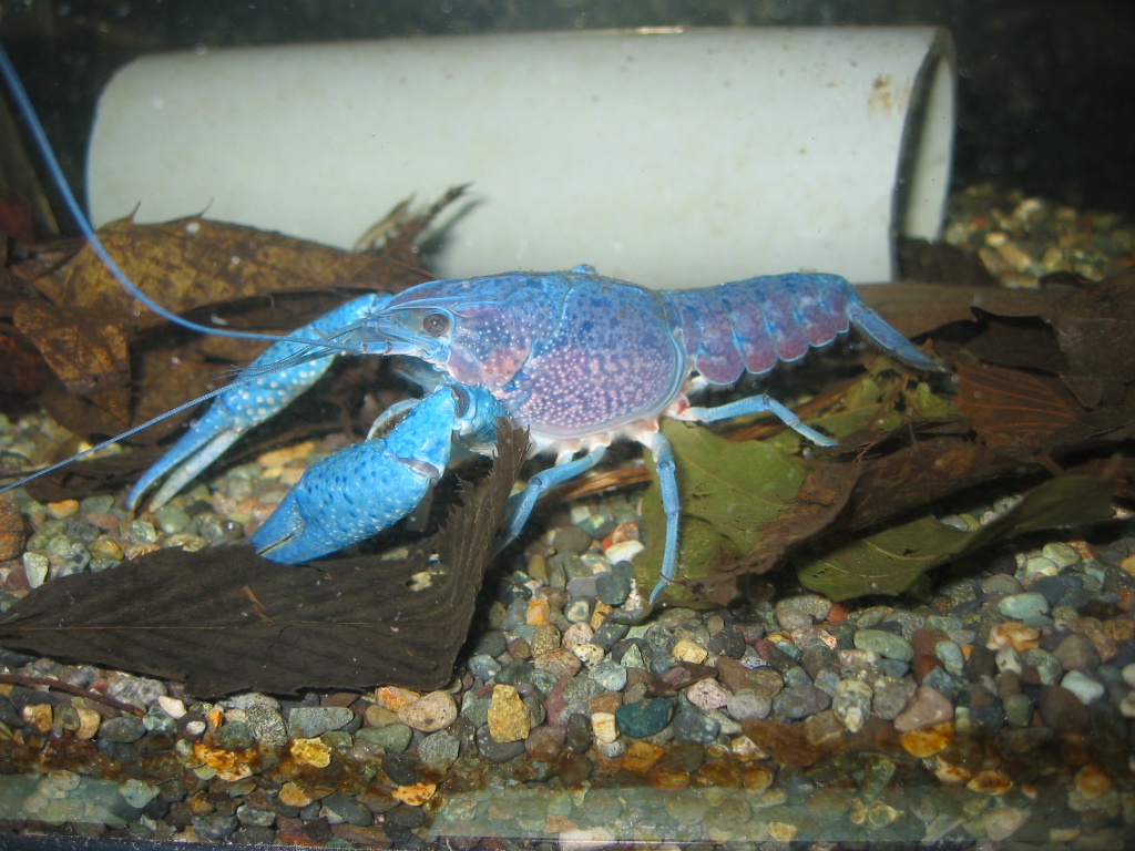 思い思いの生活スタイル ザリガニの飼育記録 シーズン２