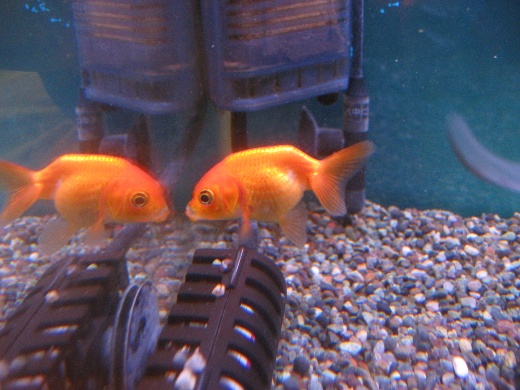金魚と過ごす夜 ザリガニの飼育記録 シーズン２