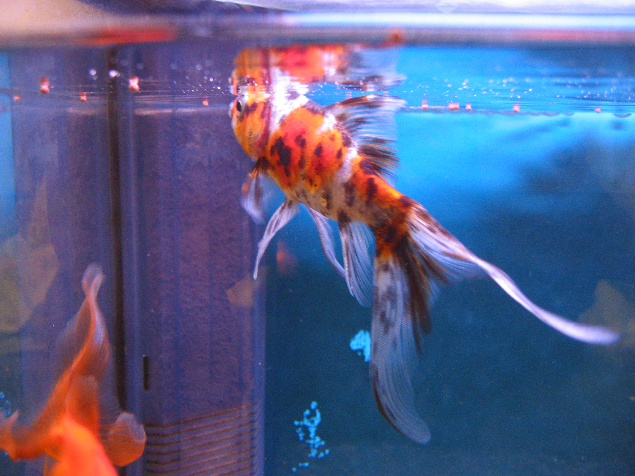 かっこいい 金魚