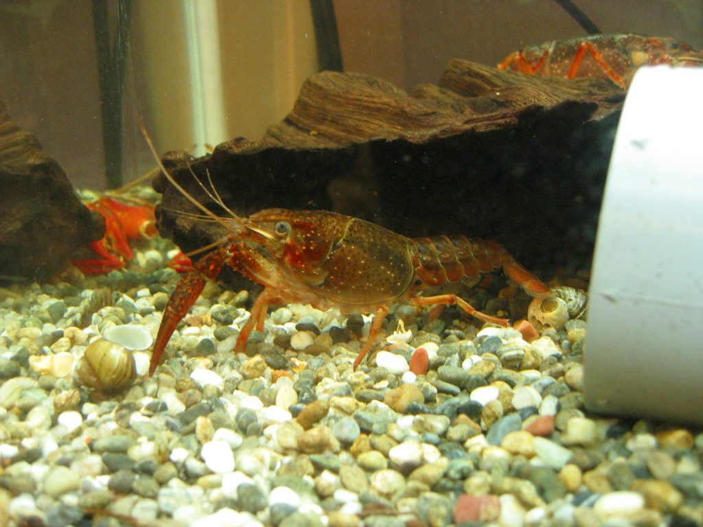 ザリガニの飼育記録 シーズン２