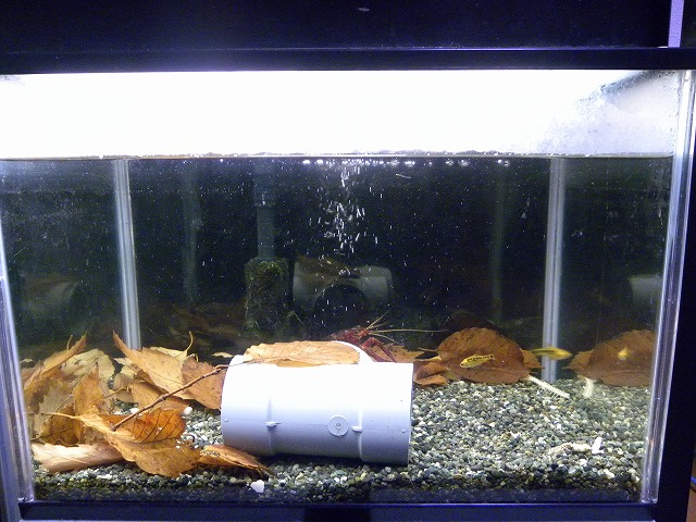 単独飼育と ザリガニの飼育記録 シーズン２