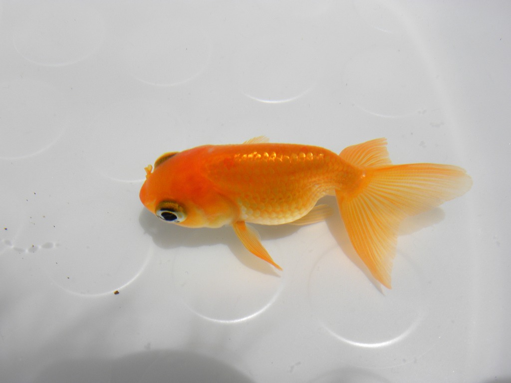 金魚水槽 ピンチ ザリガニの飼育記録 シーズン２