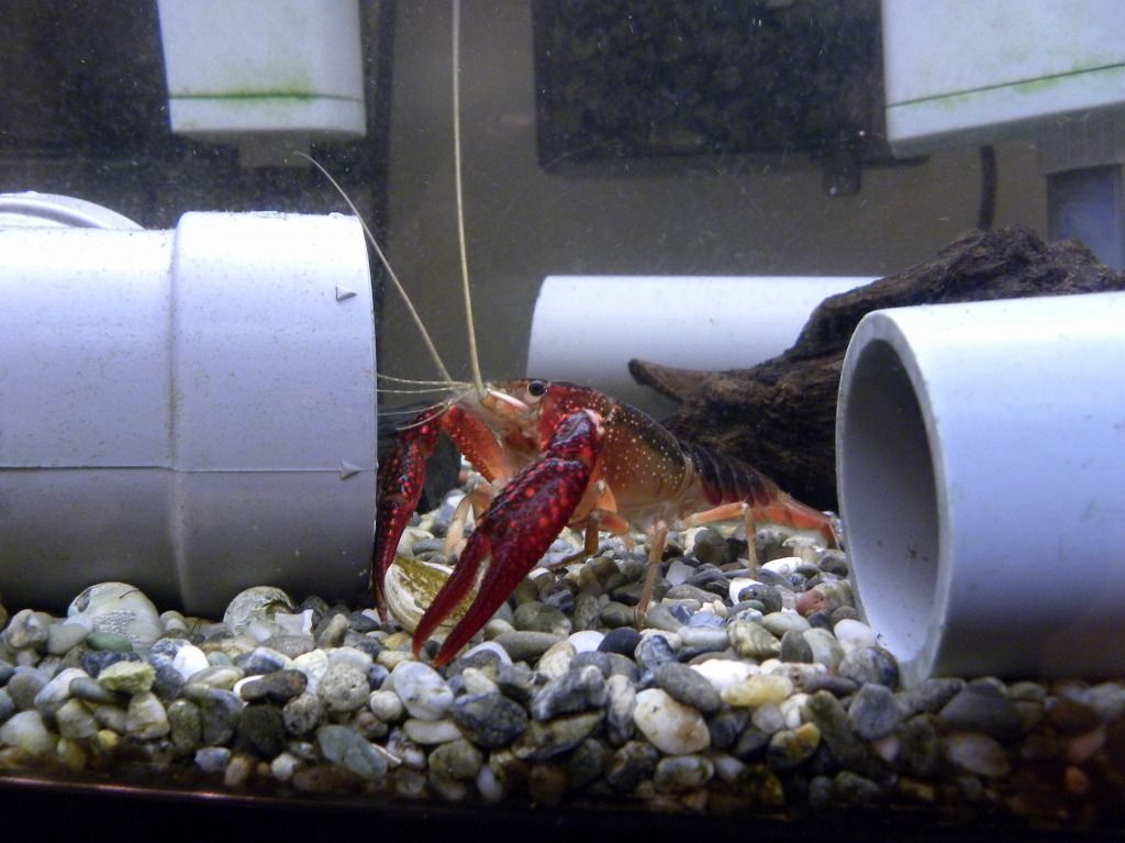 ザリ水槽の様子 ザリガニの飼育記録 シーズン２