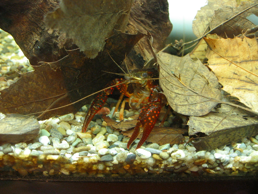 ザリガニの飼育記録 シーズン２