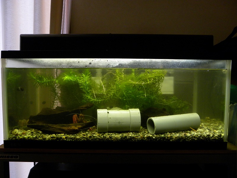 フィルター掃除とか水槽に愛情を注ぎました ザリガニの飼育記録 シーズン２