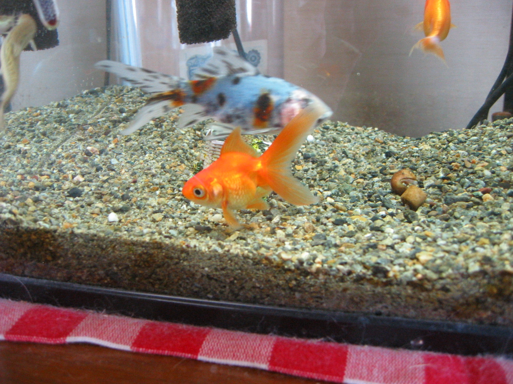 金魚水槽 ザリガニの飼育記録 シーズン２
