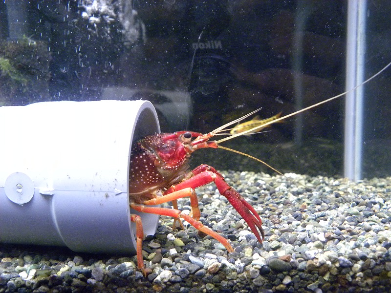 無加温 単独飼育 ザリガニの飼育記録 シーズン２