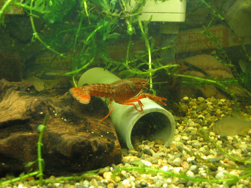 ザリ水槽は ザリガニの飼育記録 シーズン２