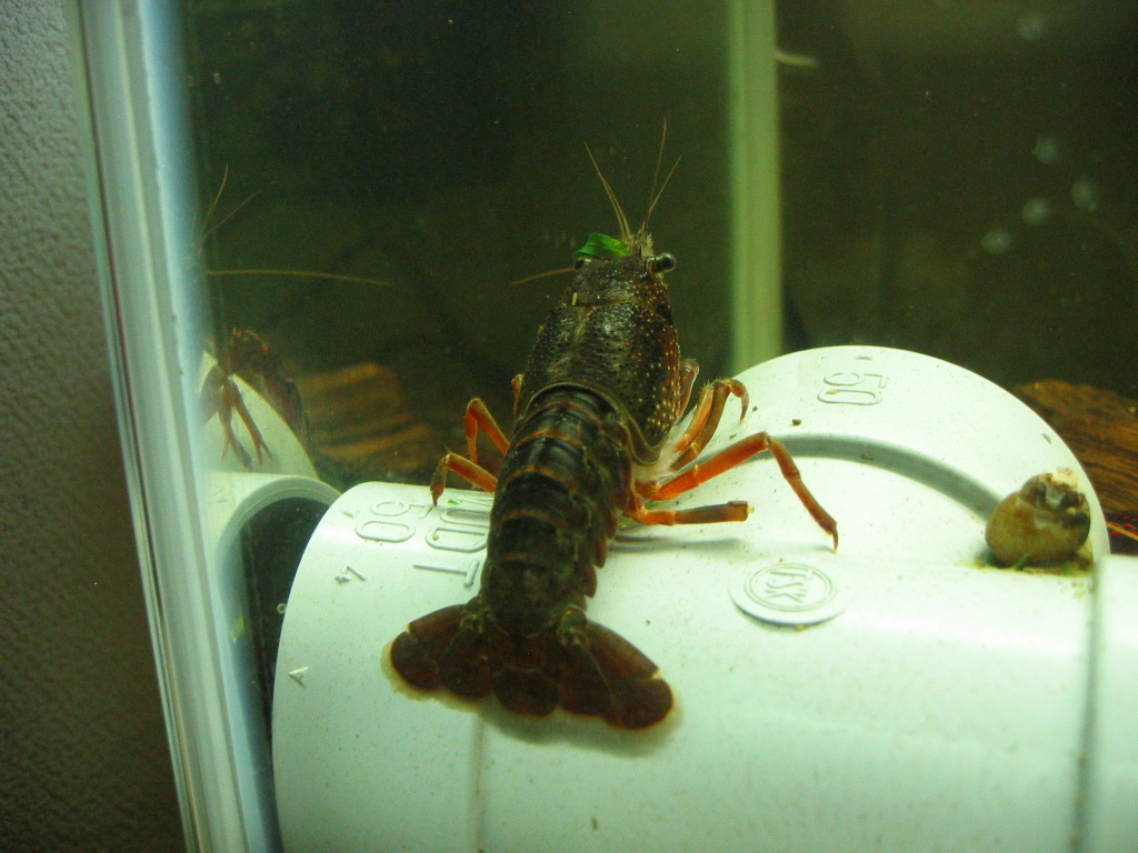 ザリガニの飼育記録 シーズン２
