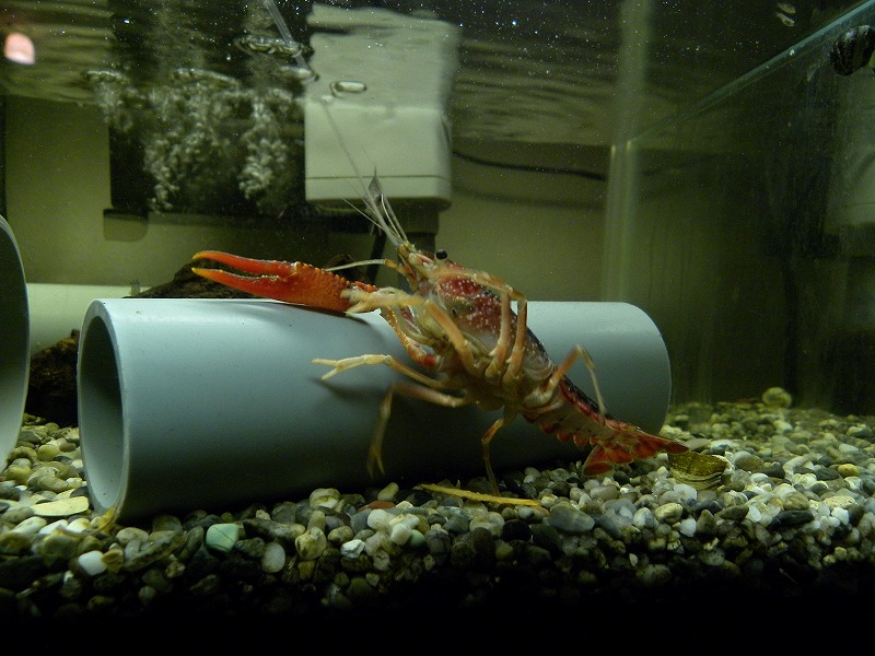 ザリ水槽の近況 ザリガニの飼育記録 シーズン２