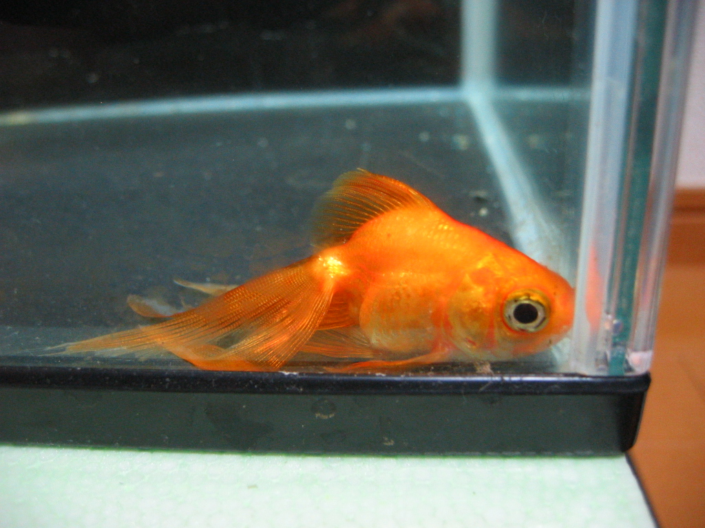 つばさは帰らぬ金魚に ザリガニの飼育記録 シーズン２