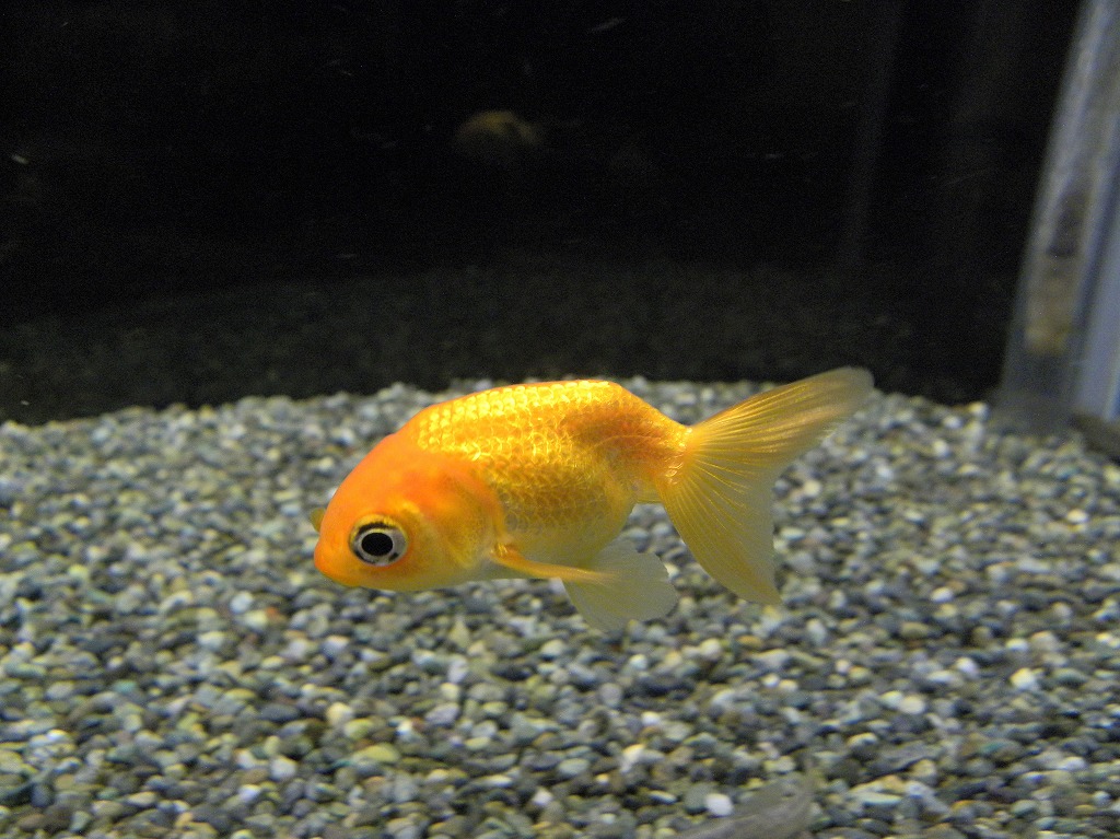 金魚水槽は寂しいけど ザリガニの飼育記録 シーズン2 金魚水槽は寂しいけど ザリガニの飼育記録 シーズン2