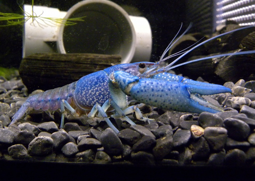 カラーザリガニ(青、水色、濃紺)6匹 水槽セット 【公式通販】