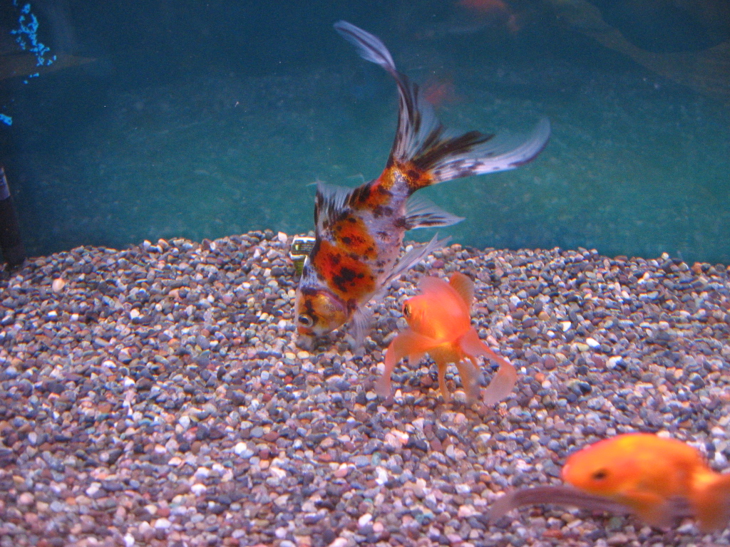 金魚水槽 金魚の命名式ｗ ザリガニの飼育記録 シーズン２