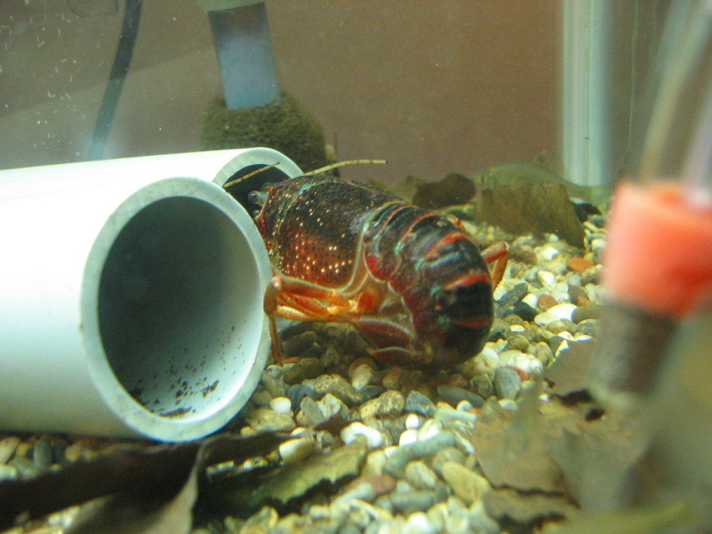 解けぬ抱卵モード ザリガニの飼育記録 シーズン２