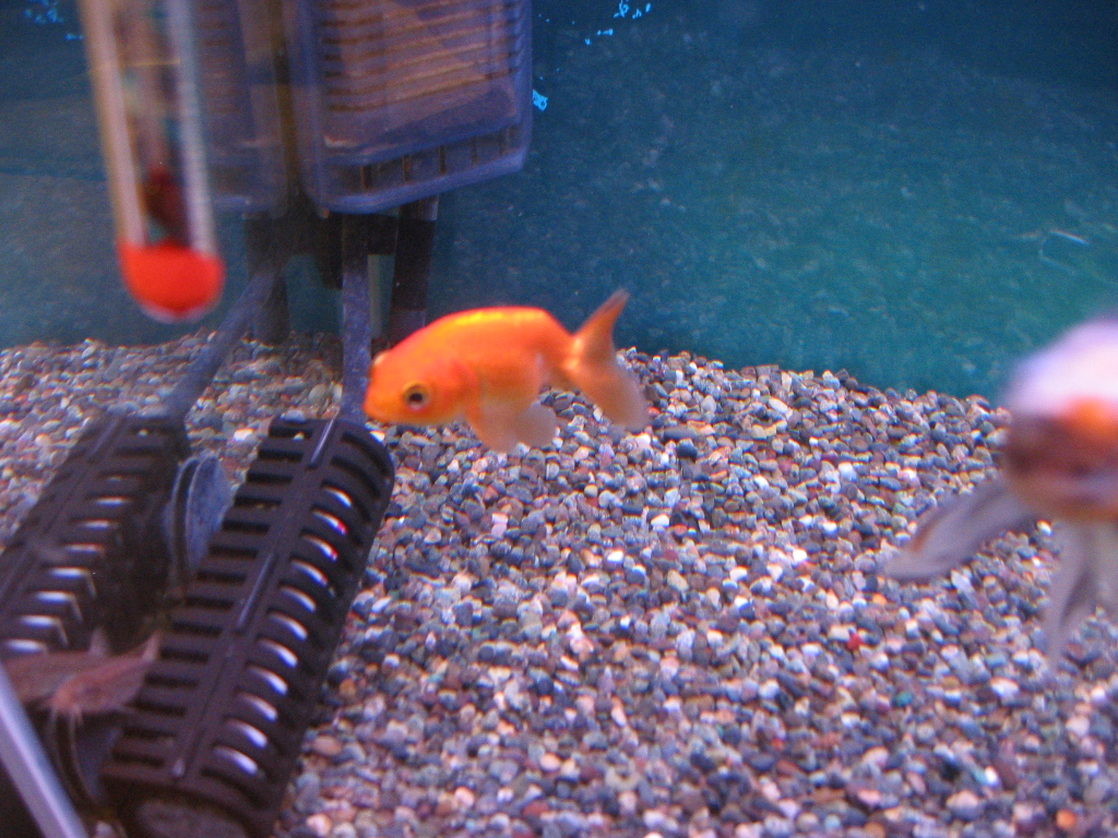 金魚水槽の初仕事 ザリガニの飼育記録 シーズン２