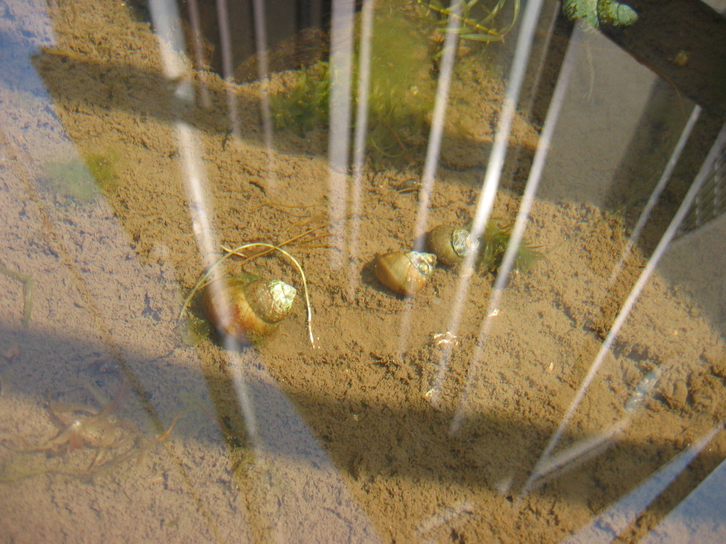 屋外ケースの様子 ザリガニの飼育記録 シーズン２