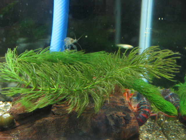 ザリガニの飼育記録 シーズン２