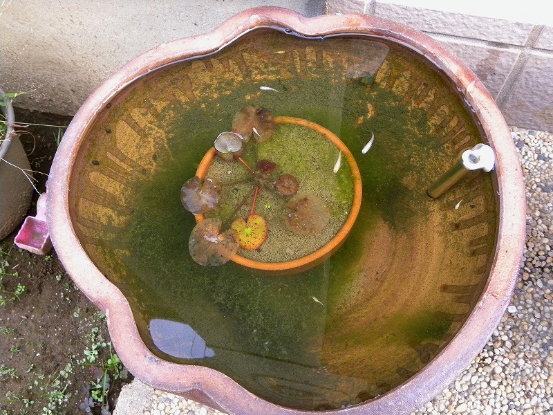 屋外飼育をより楽しく ザリガニの飼育記録 シーズン２