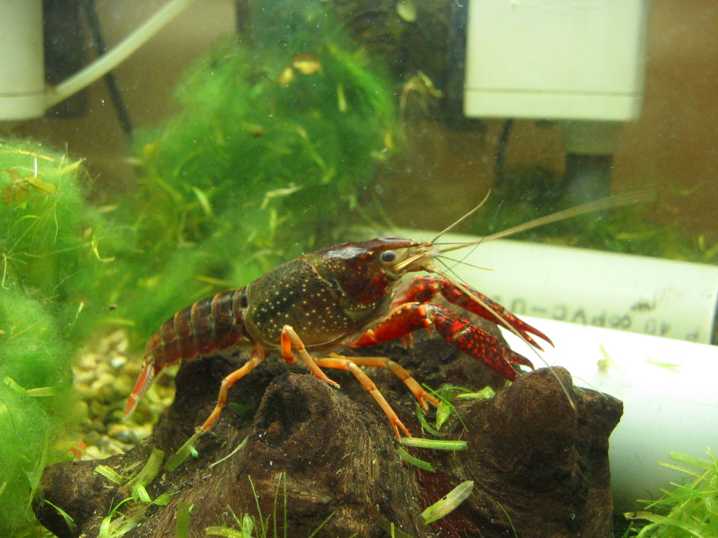 痛恨のミスで に Orz ザリガニの飼育記録 シーズン２