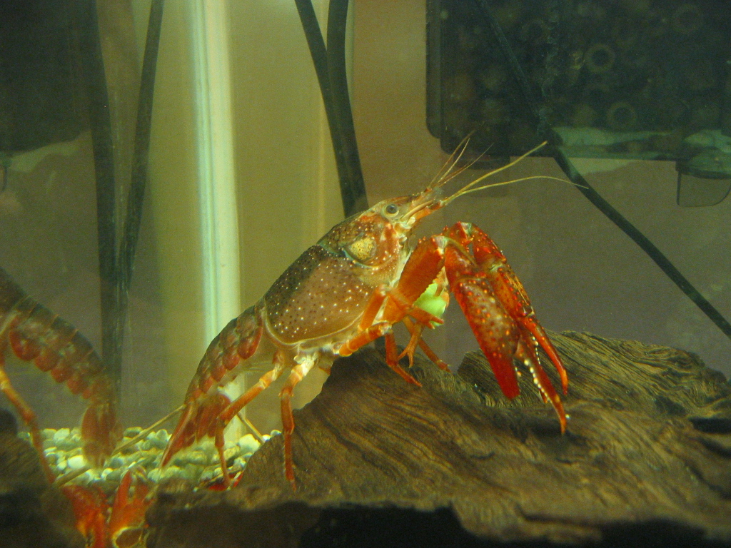 ザリ6号 脱皮後の経過 ザリガニの飼育記録 シーズン２