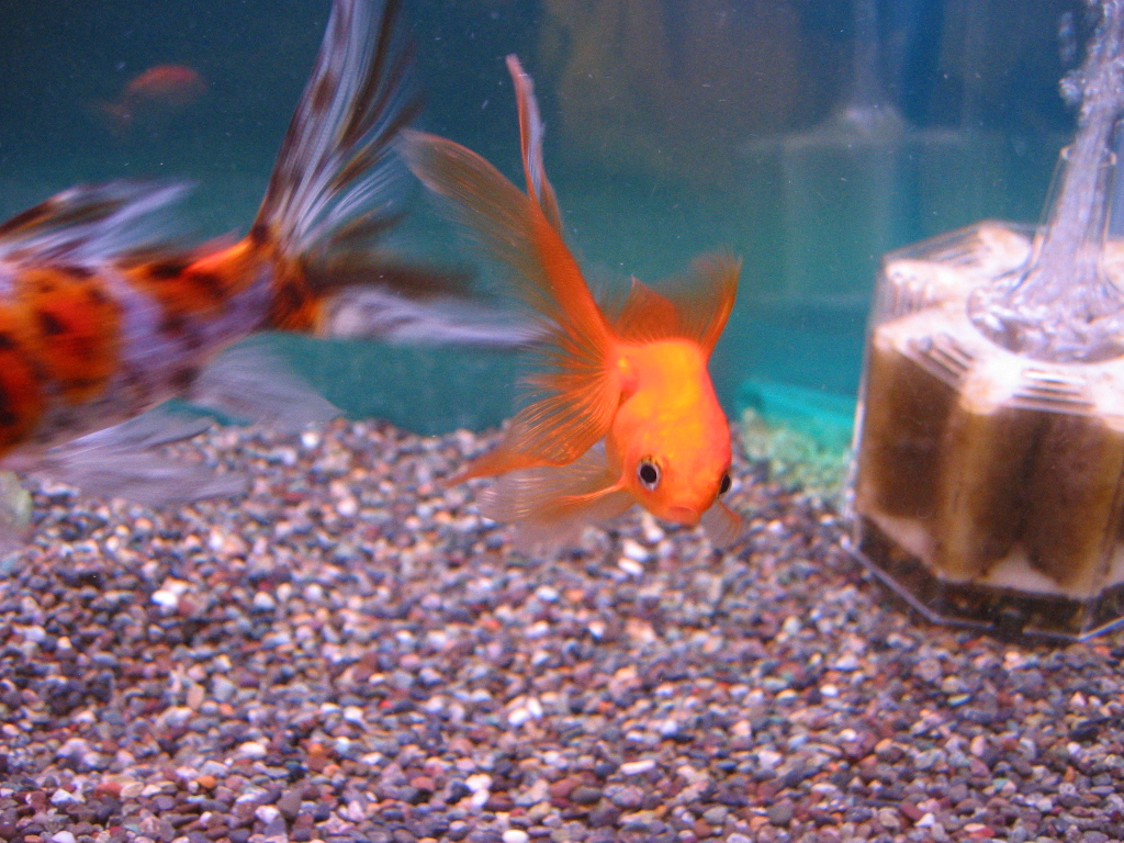 金魚水槽の様子 ザリガニの飼育記録 シーズン２