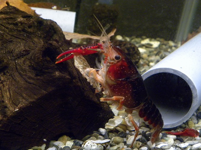 水槽も冬模様に ザリガニの飼育記録 シーズン２