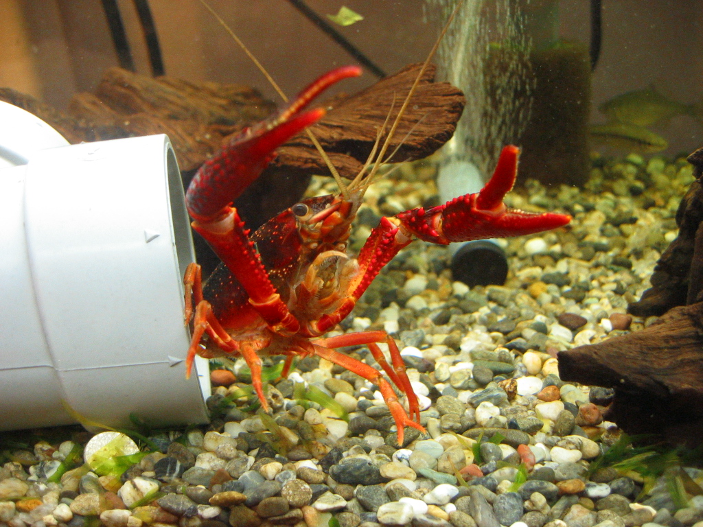 静観しているザリ水槽 ザリガニの飼育記録 シーズン２