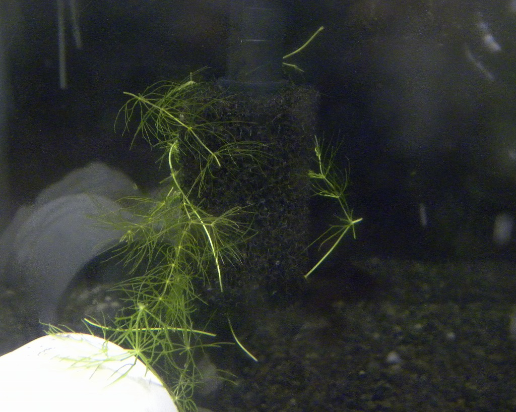 単独飼育と混泳魚 ザリガニの飼育記録 シーズン2 単独飼育と混泳魚 ザリガニの飼育記録 シーズン2