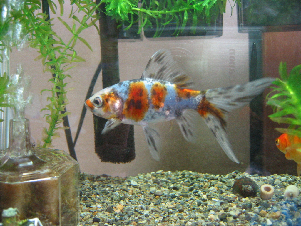 金魚の画像記録 ザリガニの飼育記録 シーズン２