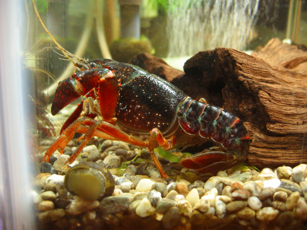 落ち着いているザリ水槽 ザリガニの飼育記録 シーズン２