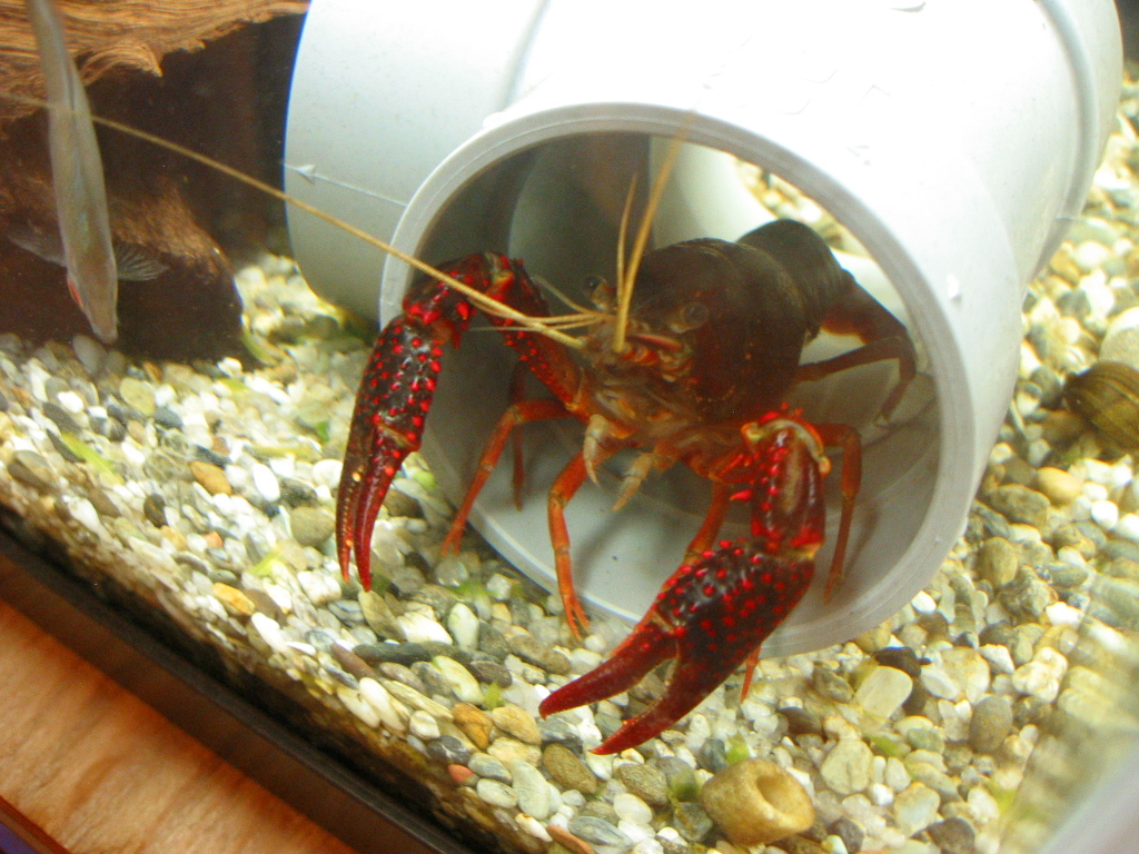 週中の投餌 ザリガニの飼育記録 シーズン２