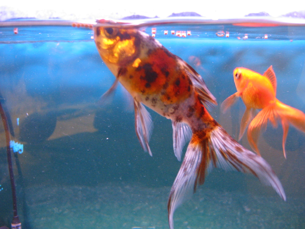 金魚水槽の様子 ザリガニの飼育記録 シーズン２
