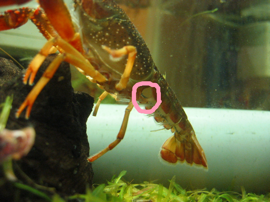 成長していく子ザリたち ザリガニの飼育記録 シーズン２