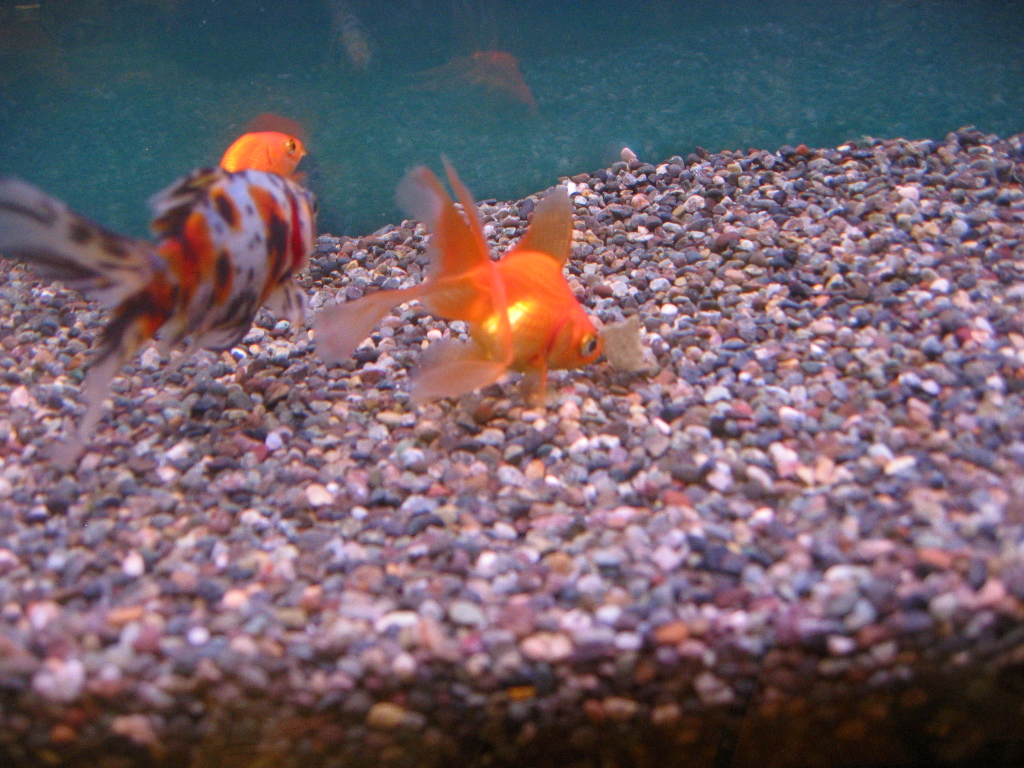 とりあえず ザリガニの飼育記録 シーズン２