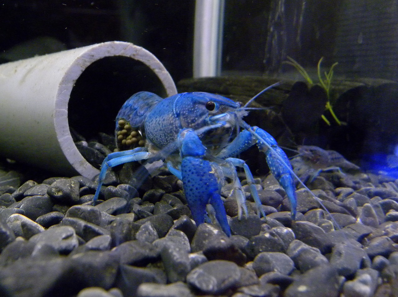 ザリガニの飼育記録 シーズン２