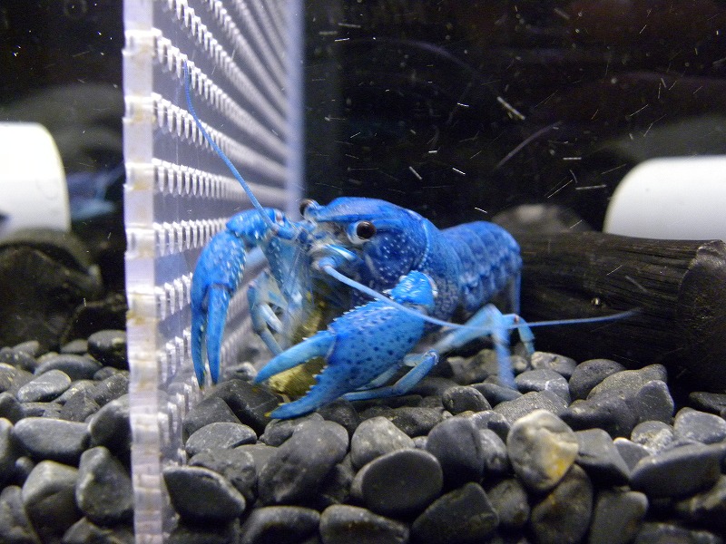 フロリダブルー 稚ザリの成長 ザリガニの飼育記録 シーズン２