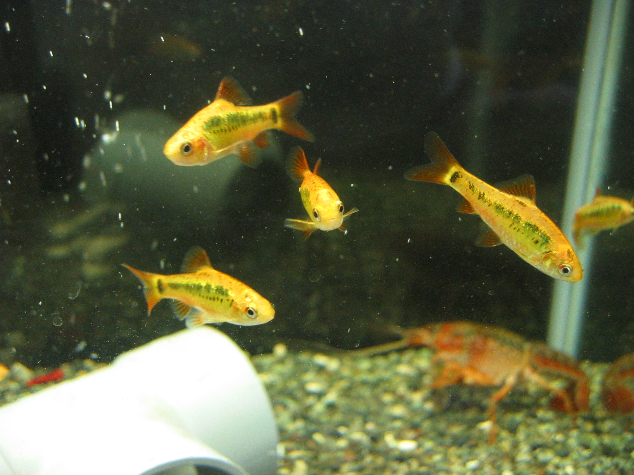 ゴッツの再生肢 ザリガニの飼育記録 シーズン２