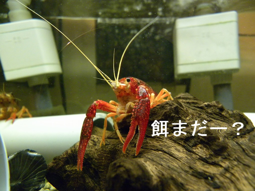 長期不在になる場合の管理 ザリガニの飼育記録 シーズン２