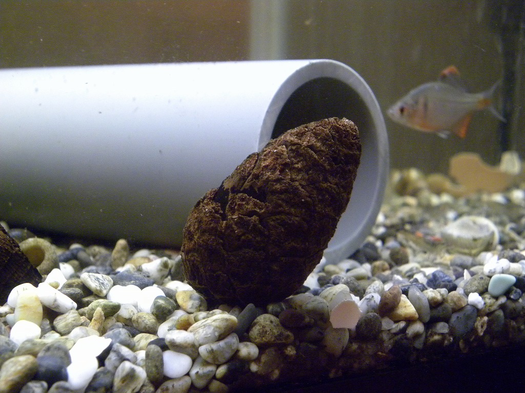 放置気味だったザリ水槽 ザリガニの飼育記録 シーズン２